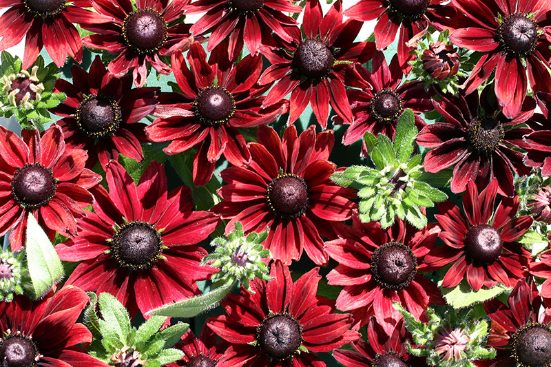 Rudbeckia 'Cherry Brandy'