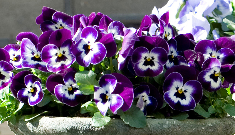 Viola 'Sorbet Violet Face'